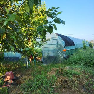 식만동 복합영농님의 기타작물 · 영농일지 작성글 사진