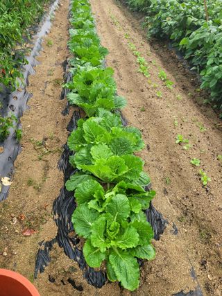 아리랑님의 배추 · 영농일지 작성글 사진