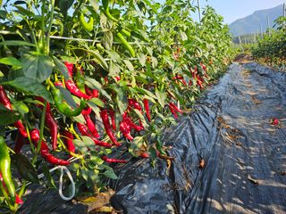칠갑산지게군님의 고추 · 영농일지 작성글 사진