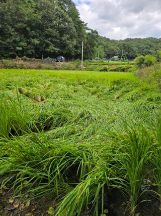 임종대님의 기타작물 · 영농일지 작성글 사진