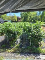 팜모닝 고추·영농일지 게시글 이미지