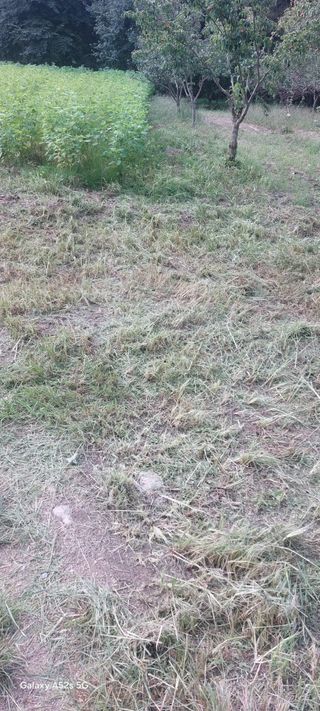 Blackbear님의 들깨 · 영농일지 작성글 사진