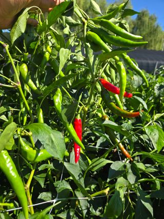 스카이2님의 고추 · 영농일지 작성글 사진