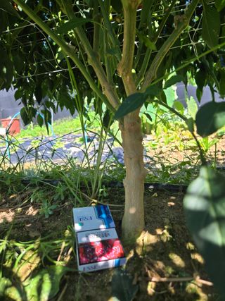 스카이2님의 고추 · 영농일지 작성글 사진