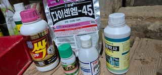 골드래곤님의 배추 · 영농일지 작성글 사진