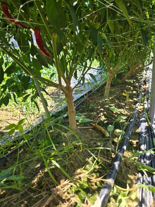 스카이2님의 고추 · 영농일지 작성글 사진