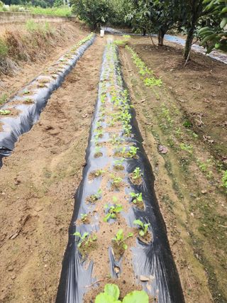 대운농원님의 기타작물 · 영농일지 작성글 사진