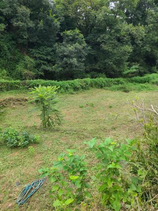 만청님의 기타작물 · 영농일지 작성글 사진