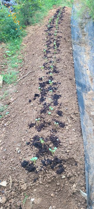 정응화님의 기타작물 · 영농일지 작성글 사진