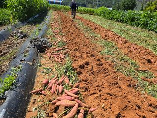 심기정님의 고구마 · 영농일지 작성글 사진