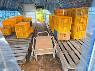 심기정님의 고구마 · 영농일지 작성글 사진