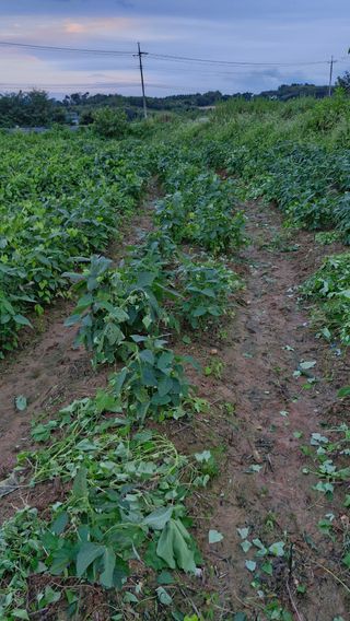 이철수님의 콩 · 영농일지 작성글 사진