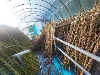 전선경님의 참깨 · 영농일지 작성글 사진