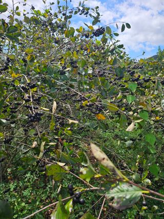 손용재님의 기타작물 · 영농일지 작성글 사진