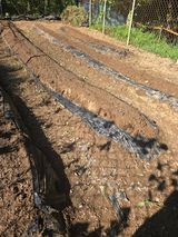 팜모닝 기타작물·영농일지 게시글 이미지