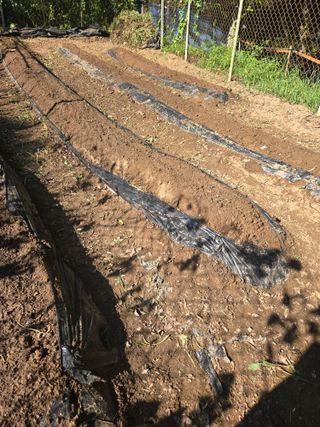 매실21434님의 기타작물 · 영농일지 작성글 사진