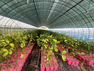 임진구님의 감 · 영농일지 작성글 사진