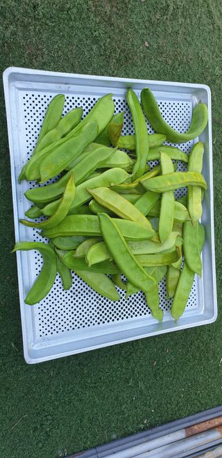 정천복님의 기타작물 · 영농일지 작성글 사진