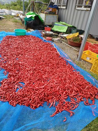 12345우각장당리님의 고추 · 영농일지 작성글 사진