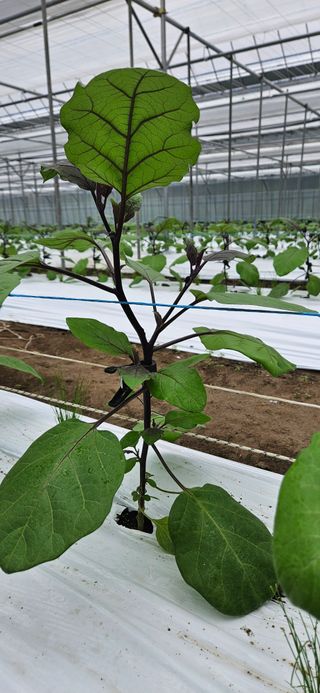김기욱님의 기타작물 · 영농일지 작성글 사진