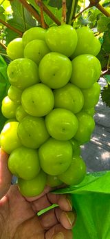 팜모닝 사과·영농일지 게시글 이미지