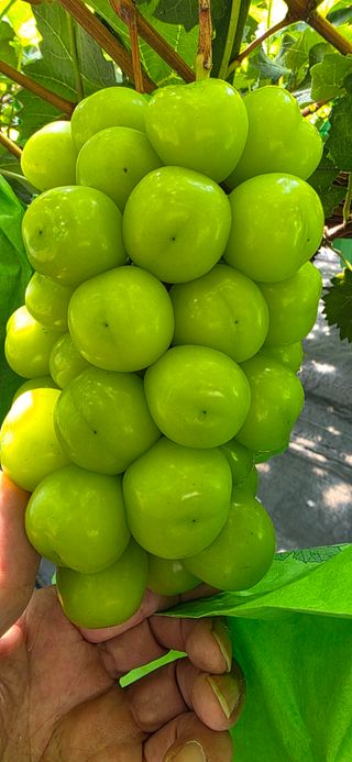 자연자유님의 사과 · 영농일지 작성글 사진