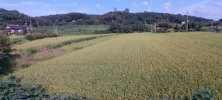 즐겁게 일하는조시형님의 기타작물 · 영농일지 작성글 사진