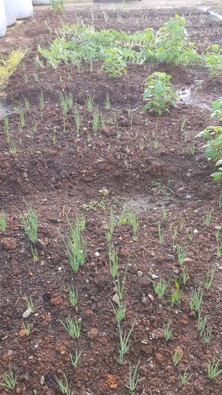 윤정님의 들깨 · 영농일지 작성글 사진