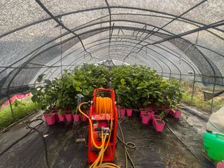 임진구님의 감 · 영농일지 작성글 사진