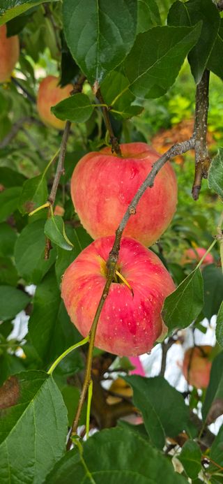 자연자유님의 사과 · 영농일지 작성글 사진