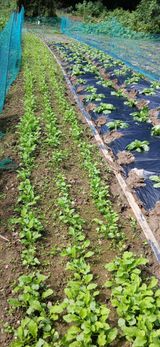 팜모닝 기타작물·영농일지 게시글 이미지