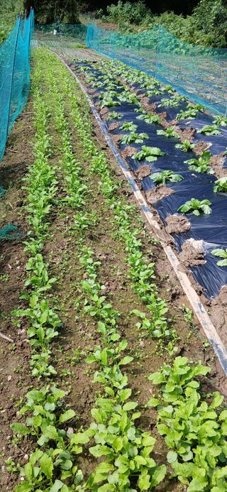 이형근님의 기타작물 · 영농일지 작성글 사진