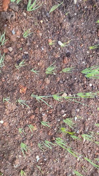 윤정님의 들깨 · 영농일지 작성글 사진