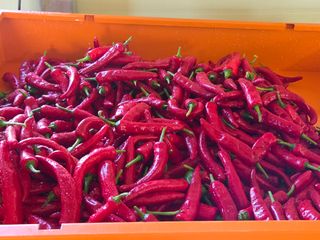 도초이삭님의 고추 · 영농일지 작성글 사진