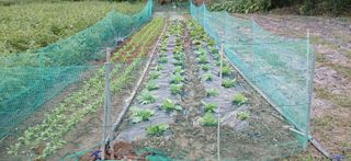 이형근님의 기타작물 · 영농일지 작성글 사진