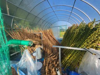 전선경님의 참깨 · 영농일지 작성글 사진