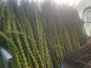 전선경님의 참깨 · 영농일지 작성글 사진