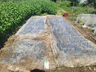 전선경님의 배추 · 영농일지 작성글 사진