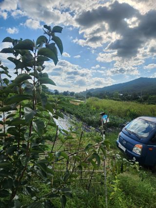김영숙님의 고추 · 영농일지 작성글 사진