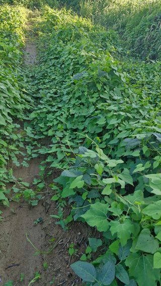 이철수님의 콩 · 영농일지 작성글 사진