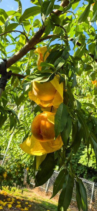 강성분님의 복숭아 · 영농일지 작성글 사진