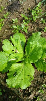 팜모닝 배추·영농일지 게시글 이미지