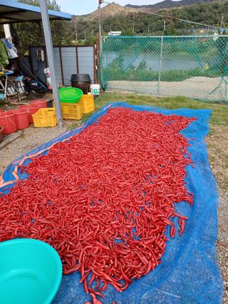 12345우각장당리님의 고추 · 영농일지 작성글 사진