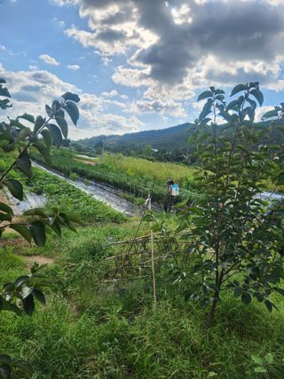 김영숙님의 고추 · 영농일지 작성글 사진