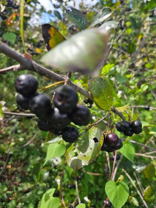 손용재님의 기타작물 · 영농일지 작성글 사진