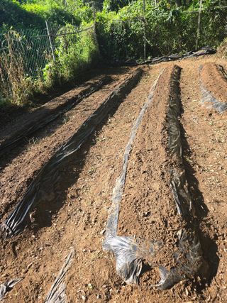 매실21434님의 기타작물 · 영농일지 작성글 사진