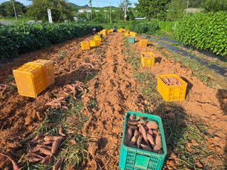 심기정님의 고구마 · 영농일지 작성글 사진