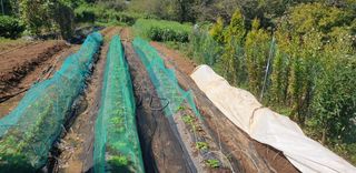 정천복님의 기타작물 · 영농일지 작성글 사진