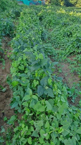 이철수님의 콩 · 영농일지 작성글 사진