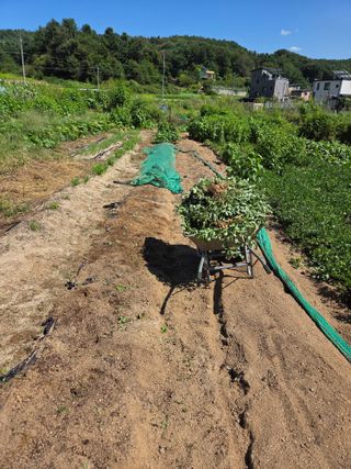 김윤회님의 기타작물 · 영농일지 작성글 사진